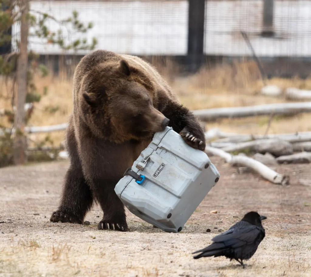 Lifetime Kühlbox 26,5 Liter Volumen 9 Lifetime Kühlbox 26,5 Liter Volumen – Bild 8